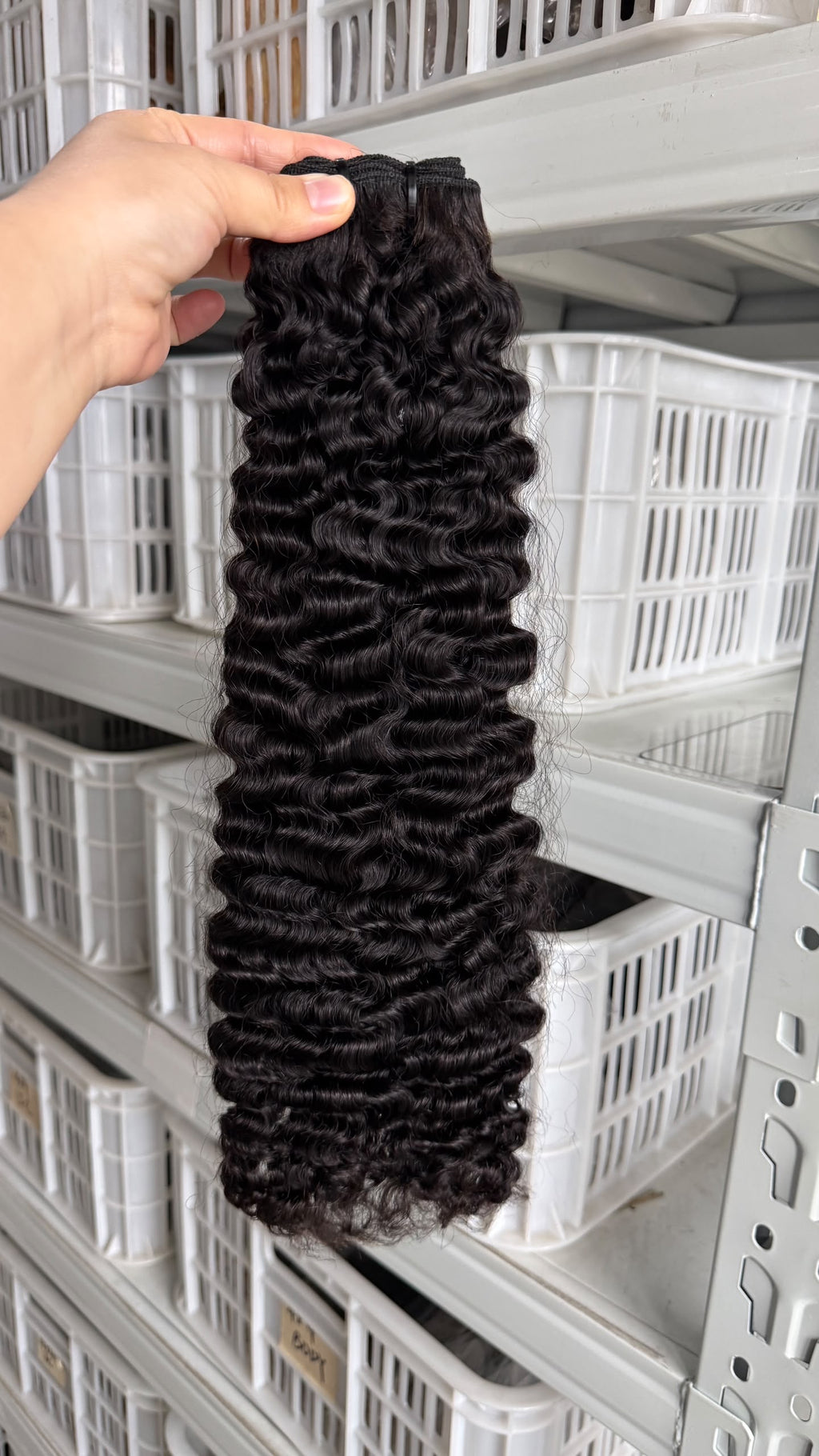 Burmese Curly
