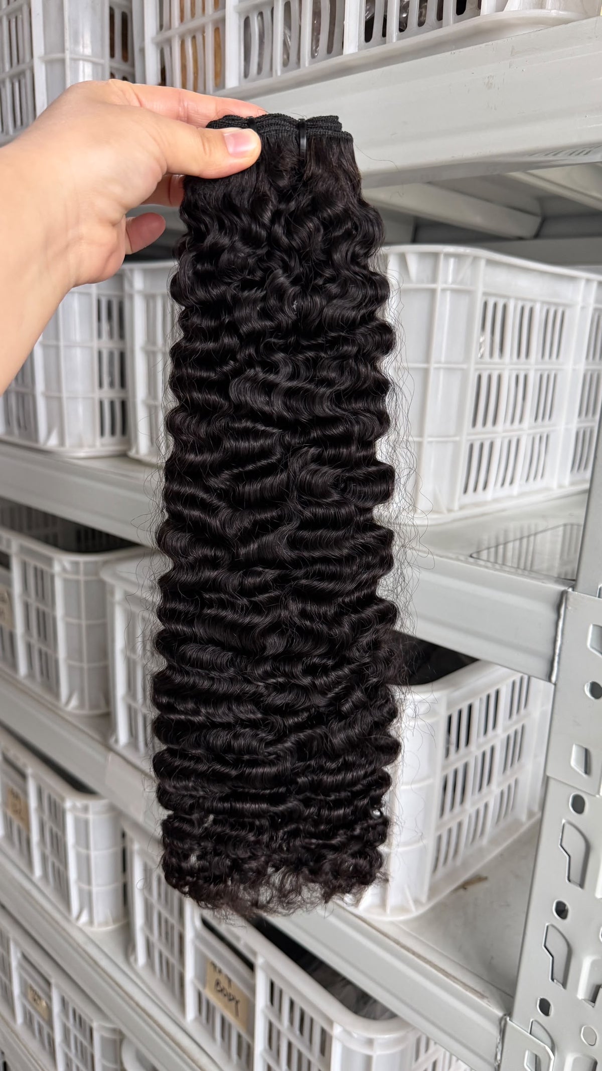 Burmese Curly