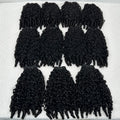 Caribbean Burmese Curly